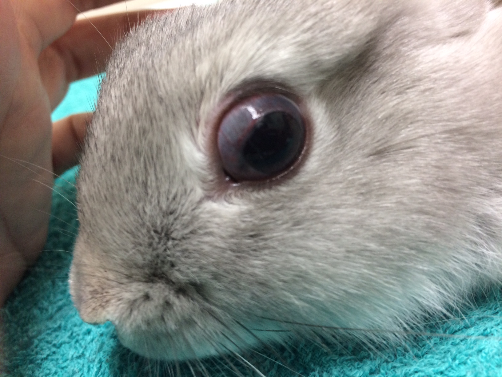 うさぎの角膜閉鎖症 メルどうぶつ病院 栃木県小山市の動物病院 犬猫 うさぎ